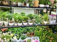 -溪岸路花鸟市场