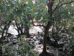 -宝安西湾红树林湿地公园