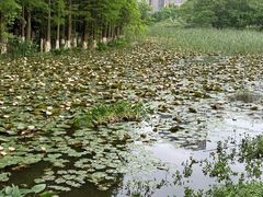 -艾溪湖湿地公园