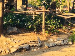 -清迈夜间动物园