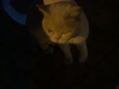 -纳吉亚猫专科动物诊疗中心(蒋宅口分院)