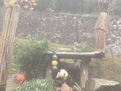 -都江堰中华大熊猫苑