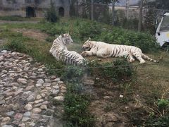 -五龙山野生动物王国