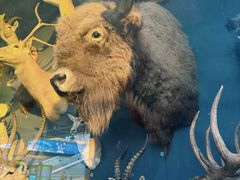 -陕西自然博物馆