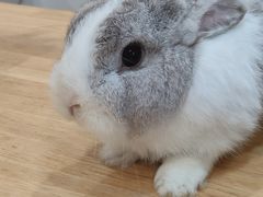 -楼上猫咖(罗湖店)