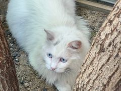 -VOYAGE COFFEE(杨梅竹店)