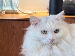 -有猫主题·治愈系猫咖(曾厝垵店)