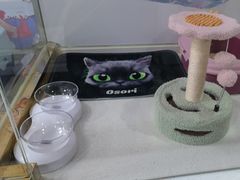 -糯米喵星人总部直营旗舰店·猫舍·幼猫出售