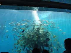 -瑞德姆美人鱼海底演艺主题餐厅(亚龙湾店)