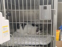 -北京恒爱动物医院(清景园分院)