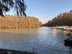 -上海海湾国家森林公园