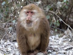-硗碛藏寨·神木垒景区