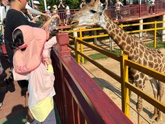 -西霞口神雕山野生动物世界