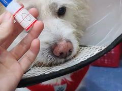 -伟伟宠物医院·CT影像中心·瑞派犬猫综合性门诊(汉口总院)