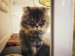 -喵屿·大理花园猫咖