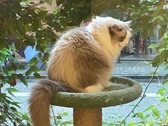 -有猫咖啡umeow coffee