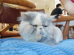 -有猫主题·治愈系猫咖(曾厝垵店)