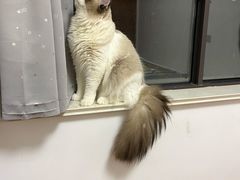 -关爱宠物医院·猫科中心·消化科(滨湖万达分院)