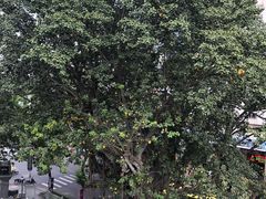 -胡志明市美术馆