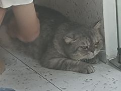 -喵园·猫主题咖啡厅·撸猫·猫咖(国贸店)