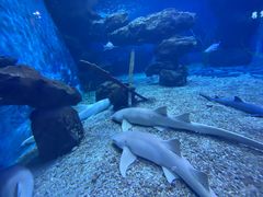 -多彩贵州城极地海洋世界