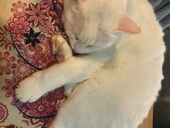 -李小姐の猫咖啡馆(五角场店)