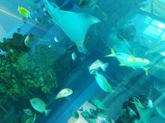 -乐从天佑城海洋馆