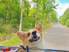 -上海海湾国家森林公园