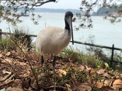 -悉尼歌剧院