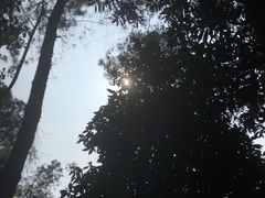 -铁山坪森林公园