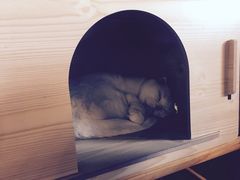 -喵园·猫主题咖啡厅·撸猫·猫咖(国贸店)