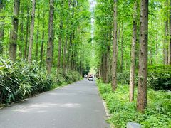 -东平国家森林公园