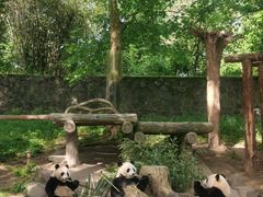 -都江堰中华大熊猫苑