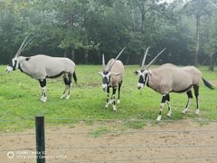 -大连森林动物园