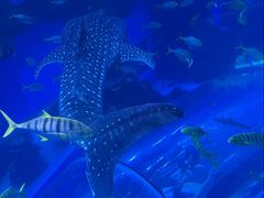 -成都浩海立方海洋公园