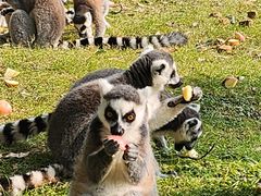 -野生动物园-停车场