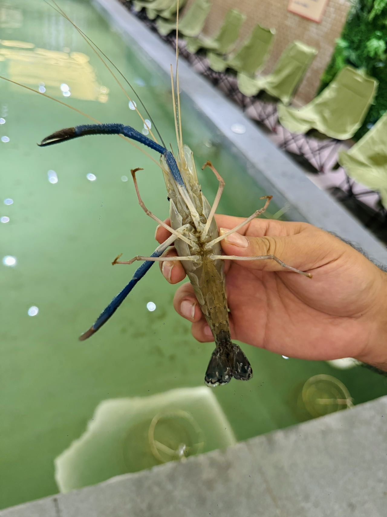 在遵义见世面了!和好友比赛钓虾