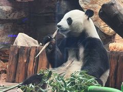 -石家庄市动物园