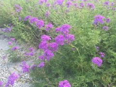 -太湖湖滨国家湿地公园-停车场