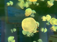 -秦皇岛新澳海底世界