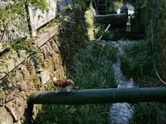 -阿巧茶庄
