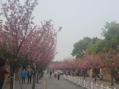 -嘉定紫藤园