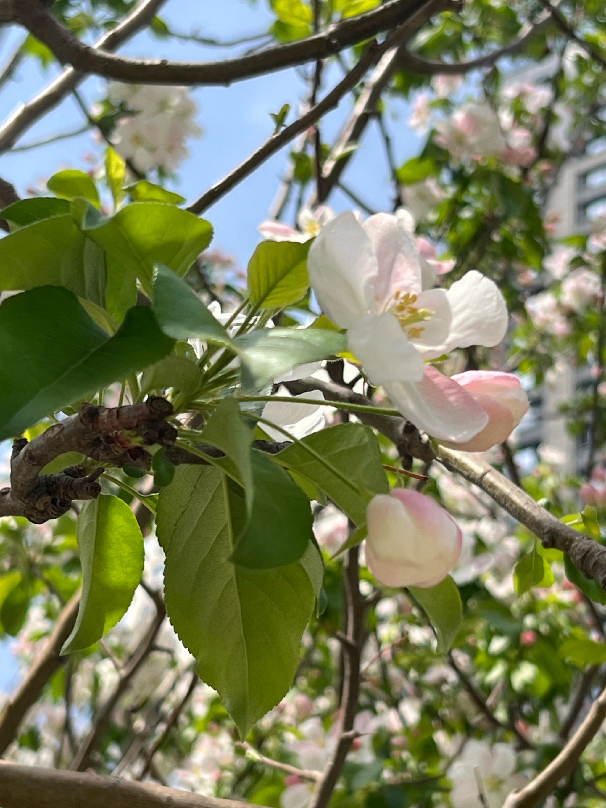 八棱海棠开花图片