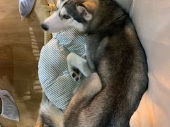 -Husky Go! 哈士奇体验馆·宠物咖啡厅狗咖