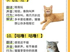-瑞鹏宠物医院·骨外科·心肾科·肿瘤科(九亭店)