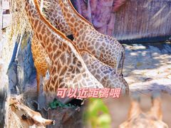 -长鹿旅游休博园
