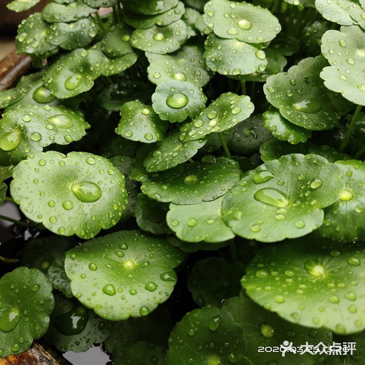 金钱草是一种常见植物，而且是一种中药材，主要功效可预