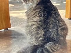 -蓝鲸·缅因猫舍