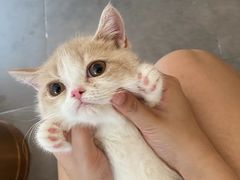 -飞行喵MR PILOT|猫舍·猫咖(静安大融城店)