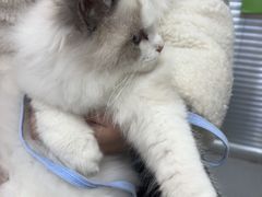 -心仪动物医院·牙专科·肿瘤·心脏科(西客站院)